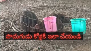 పొదుగుడు కోళ్లను ఎలా చూసుకోవాలి  Short videos sales video s eggs hens chocks and Chicks [upl. by Goodrich]