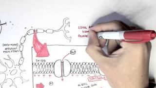 Pharmacology  Local Anaesthetic [upl. by Luba135]