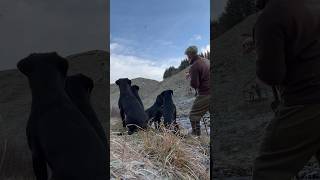 Amazing high Partridge shot following by a fantastic retrieve Picking up with Labrador Retrievers [upl. by Dmitri]