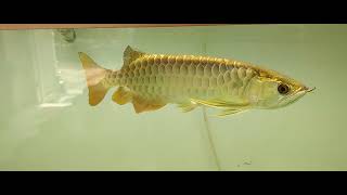 24k golden cross back arowana [upl. by Shannon]