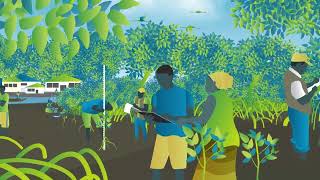 Mangrove Restoration  series  Video 4  Sustaining Mangroves [upl. by Anolla]