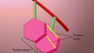 3 Thymine Dimers Formation and Repair YouTube [upl. by Lehcor]