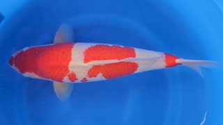 Kohaku  Torazo Urakawa Koi Farm  Nisai geb 2022 56cm w RS KOI CONSULTING PREMIUM SELECTION [upl. by Arihsan]