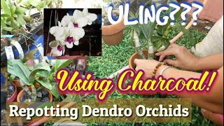 HOW TO REPOT AN ORCHIDS Dendrobium CHARCOAL USED FOR ORCHIDS  PAANO MAG LIPATMAGTANIM NG ORCHIDS [upl. by Adeehsar]