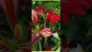 How to Grow and Care for Amaryllis Plant [upl. by Ydahs]