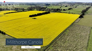 Canola grown in Millthorpe October 2024 [upl. by Nnairahs]