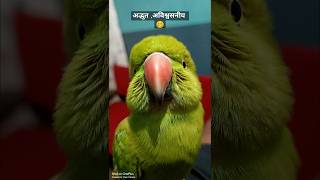 इतना गुस्सा क्यों 🤪🦜shorts ytshorts tranding parrot talkingparrot cuteparrot parrotlover [upl. by Remmos616]