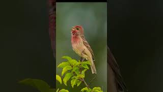 Beautiful House Finch Bird 🕊️ birds photography shorts [upl. by Lenni]