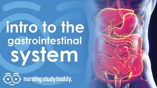 Intro to Gastrointestinal System  Nursing Study Buddy Video Library [upl. by Ethelbert]