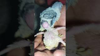 Budgies ke bacche ko subah kya khilaye yah sab yah dekhiae🤩💫🐦shorts [upl. by Huebner]