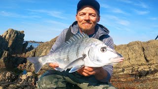 FISHING FOR WHITE STEENBRAS  HARVESTING AND COOKING BLACK MUSSELS  SOUTH AFRICA [upl. by Eimilb]