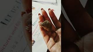 I found baby rat in my classroom🥰animallover cuterabbit rat babyfood viralshort cutebaby [upl. by Elam]