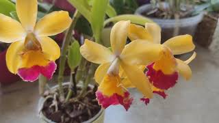 Rhyncattleanthe Morning Call x Rhyncholaeliocattleya Chianhao Beauty Маленька мила [upl. by Nazay]