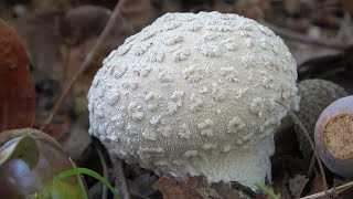 Lycoperdon mammiforme  Lycoperdon escamoso  Flaky Puffball [upl. by Neirad]