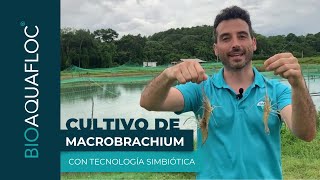 Cultivo de Macrobrachium con Tecnología Simbiótica [upl. by Esinel153]