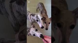 Whippets amp beef liver  yummy [upl. by Ellehc]