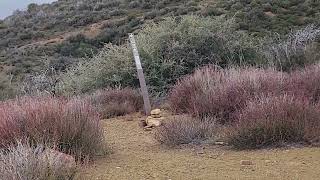 Geologic comments at top of Howard Creek trail north of Ojai California March 24 2024 [upl. by Shriner]