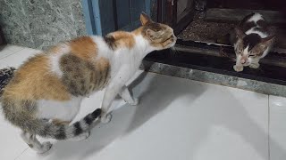 Two cat are screaming  How to get out from the enemy cat  Cat funny voice  part 2 [upl. by Anadal]