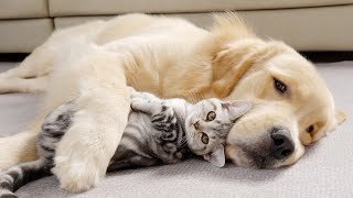 Golden Retriever Cant Sleep Without His Kitten [upl. by Eelyk658]