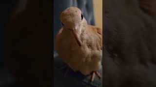 Our Ringneck Doves are the sweetest 317 7561680 We do ship dove birds pets [upl. by Judi853]