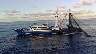 Tuna Fishing Vessel CVG Rolling Net In The Early Morning [upl. by Attenor]