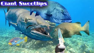 HUNT GREEN JOB BARRACUDA GIANT SWEETLIPS [upl. by Leroi]