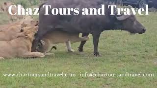 Lioness Bringing Down a Buffalo at the Maasai Mara A Thrilling Display of Survival [upl. by Orola]