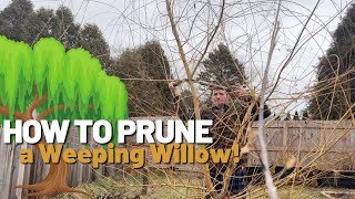 How to Prune your Willow Trees for a BEAUTIFUL and HEALTHY Tree [upl. by Taima324]