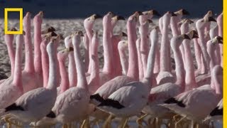 Lincroyable danse des flamants des Andes [upl. by Liliane]