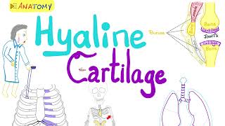 Hyaline Cartilage  Types of Cartilage  Anatomy 💀 amp Histology 🔬 [upl. by Lyndell]