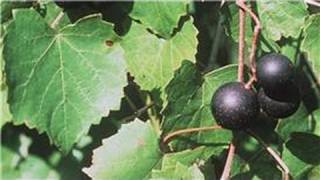 Gardening From Seeds  How to Plant Muscadine Seeds [upl. by Gibrian]