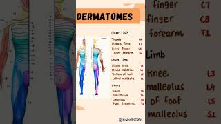 Dermatomes  viralshort dermatomes medical [upl. by Aneeh]