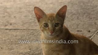 Cat comedy video amp Billi ki Comedy Cat comedy talking tom hindi video  Make joke [upl. by Nwahsud]