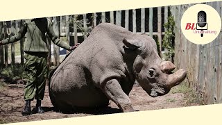 Nördliches Breitmaulnashorn Sudan der letzte Bulle der Welt ist tot [upl. by Yssac]