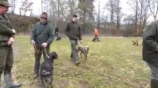 Jagdhundeausbildung 2013 [upl. by Eirrehs336]