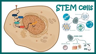 Stem cells  properties metabolism and clinical usage [upl. by Akela]