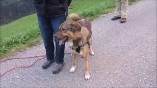 Hundeerziehung Erziehungsurlaub mit Hund Intensivtraining Familienhund [upl. by Anileba]