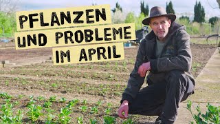 Diese Probleme hat selbst ein Gärtner Jungpflanzen und Gartenarbeiten im April 2024 [upl. by Adnerol227]