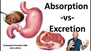 Optimizing Nutritional Health Food Absorption vs Excretion fiber nutrients [upl. by Sukhum]