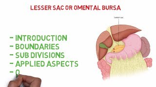 Omental bursa  Lesser sac Easy Anatomy notes [upl. by Jeminah]