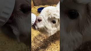 Bottle feeding baby mini cows 🍼 minicows minicow [upl. by Garlanda529]