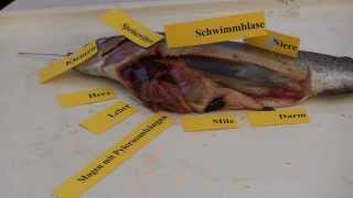 Forelle Präparation trout dissection Fisch [upl. by Niall388]