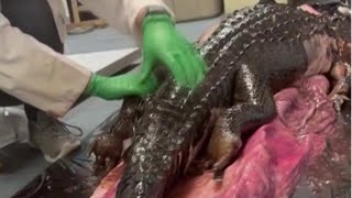 Florida python eats gator More than a viral video [upl. by Nevetse456]