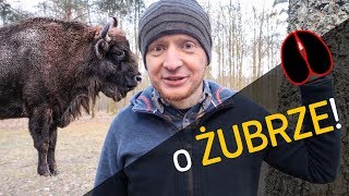 O Żubrze  co gdzie i dlaczego  o Lesie 22 [upl. by Elissa]