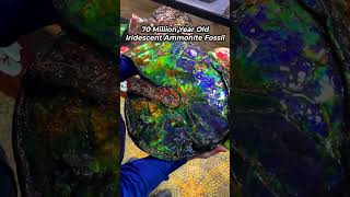 Iridescent Ammonite Fossil 🐚 🌈 🤯 [upl. by Saretta782]