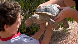 Desert Tortoise Adoption [upl. by Sirk]