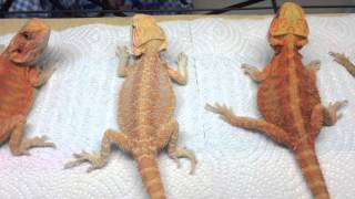 鬆獅蜥不同顏色分別bearded dragon have difference colour [upl. by Eirb489]