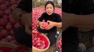 The Orchard Owner is Very Happy to See The Yield of Apples 🍎🍎  Delicious Apple shorts satisfying [upl. by Vasquez627]