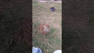 grayfrancolin wildlife teetar birds kpk [upl. by Hackett]