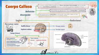 Cuerpo Calloso  Radiaciones  Parte I [upl. by Ahsirek]